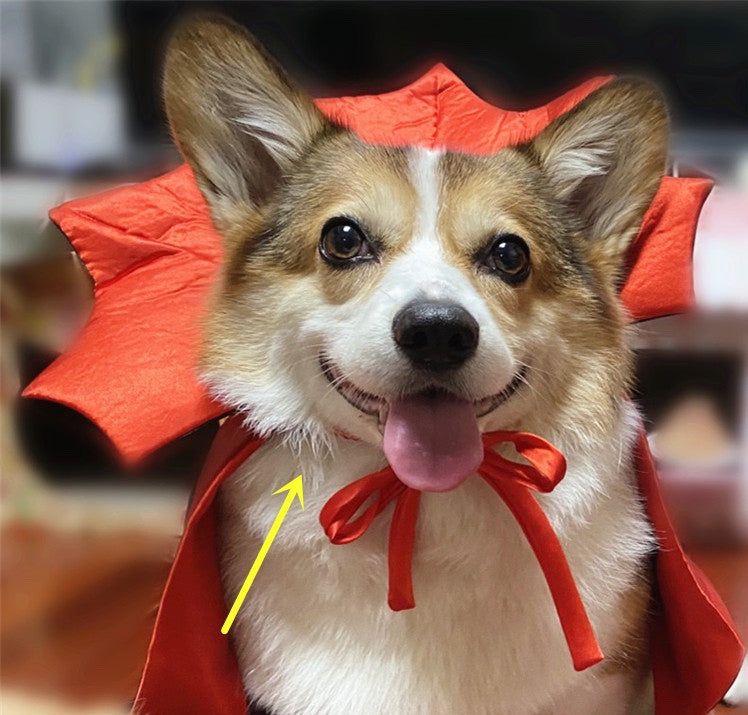 Cosplay d'animaux de compagnie de Batty Nights