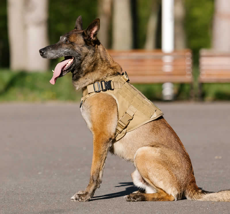 Tactical Training Dog Harness & Leash Set